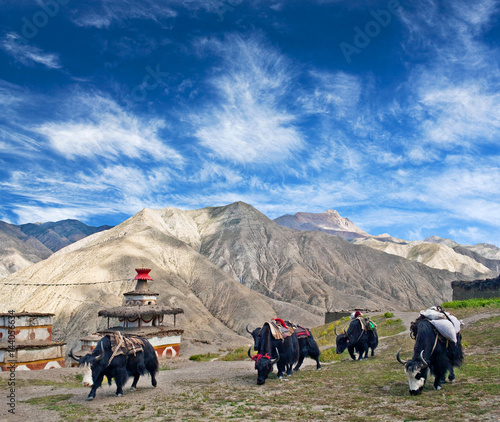 Caravan of yaks walking on the road in Upper Dolpo, Nepal Himalaya photo