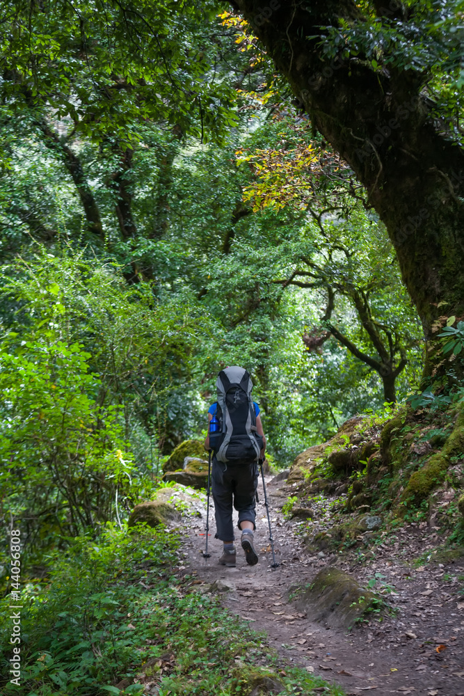 Trekker in forest on Manaslu circuit trek in Himalayas Trekker in forest on Manaslu circuit trek in Himalayas