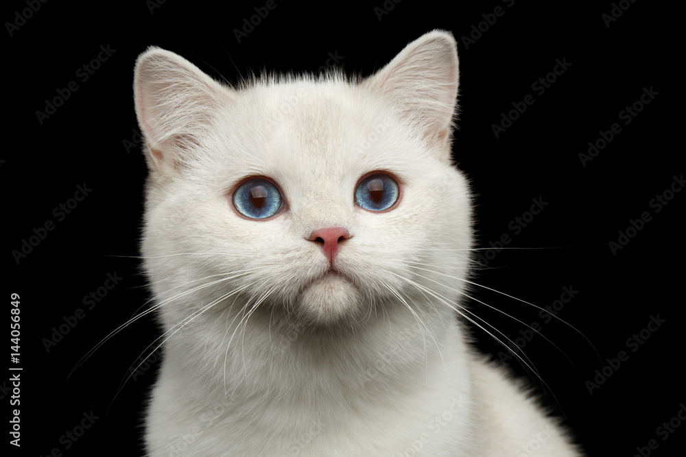 Close-up Portrait of Furry British breed Cat White color with magic Blue eyes on Isolated Black Background
