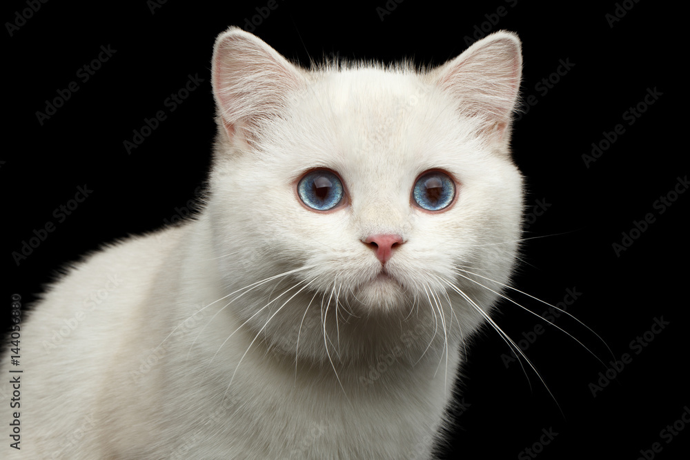 Close-up Portrait of Furry British breed Cat White color with magic Blue eyes on Isolated Black Background
