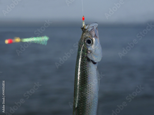 herring fish