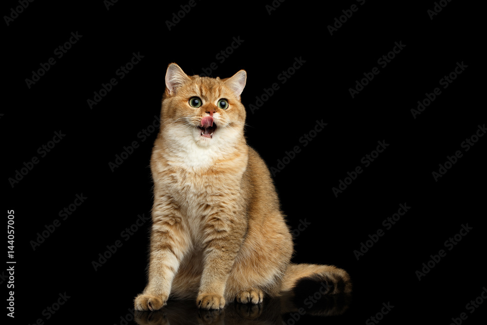 Gorgeous British Cat with Gold chinchilla Fur, Green eyes Sitting and Lick on Isolated Black Background, front view