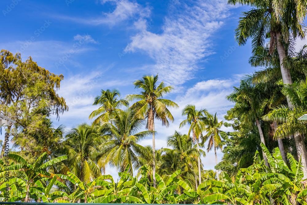 Palm trees in south Florida