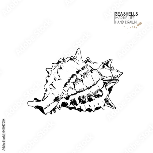 Vector hand drawn set of seashells. Isolated starfish. Underwater animal life. Tropical scallop on white. Engraved art. photo