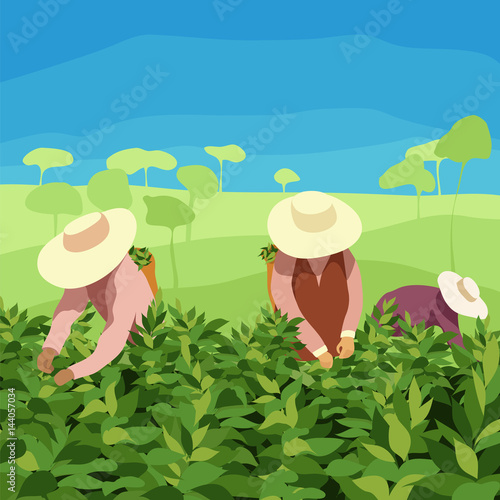 Tea picker