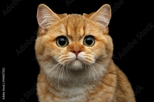 Close-up Portrait of British Cat with Gold chinchilla Fur, Green eyes and wide face, Stare in camera on Isolated Black Background, front view