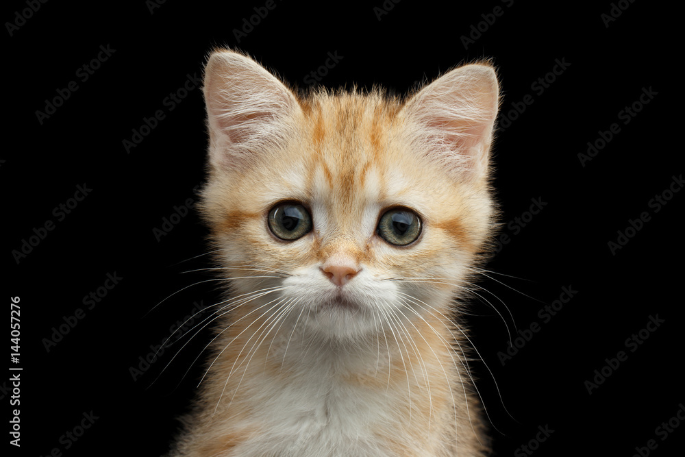 Close-up Portrait of British Kitten with Red Fur , Green eyes and Ears from Fox, Stare in camera on Isolated Black Background, front view