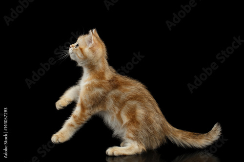 British Kitten Red tabby Fur and Green eyes Plays with long tail on Isolated Black Background, side view photo