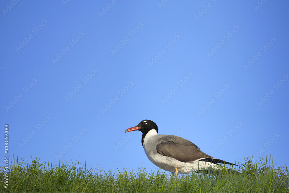 Vogel im grünen Gras und blauem Himmel Vogel im grünen Gras und blauem Himmel