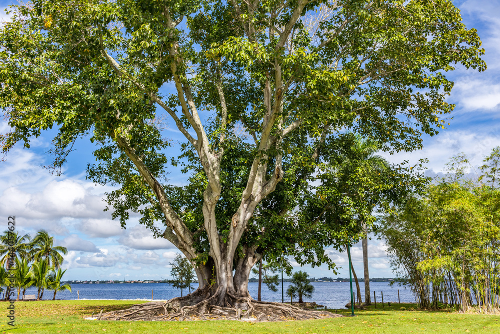 south Florida Banyan Tree