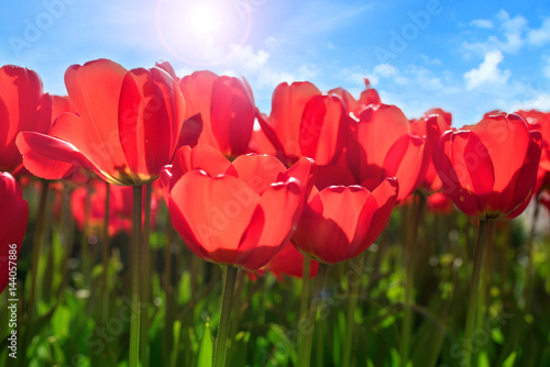 Fototapeta Naklejka Na Ścianę i Meble -  Red tulips in spring sun