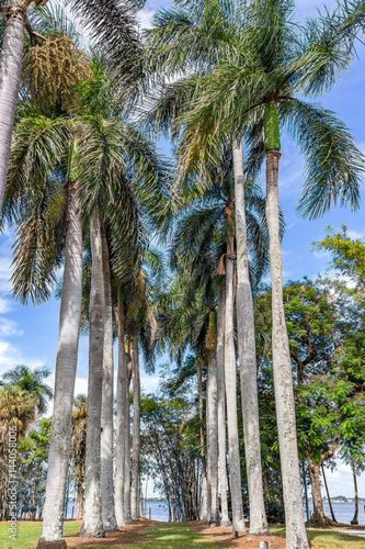 Palm trees in south Florida