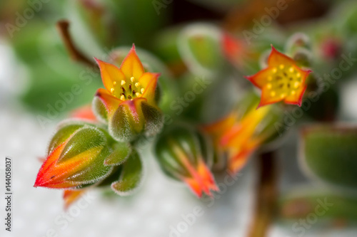 macro detail of little orange desert cactus flowers  echeveria pulvinata 