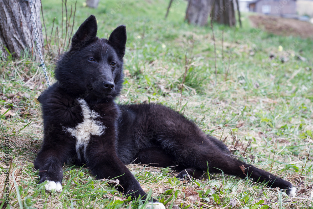 Russo-European Laika, Huskies