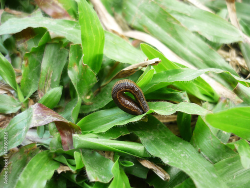 Leech in Khao Yai national park, Thailand photo