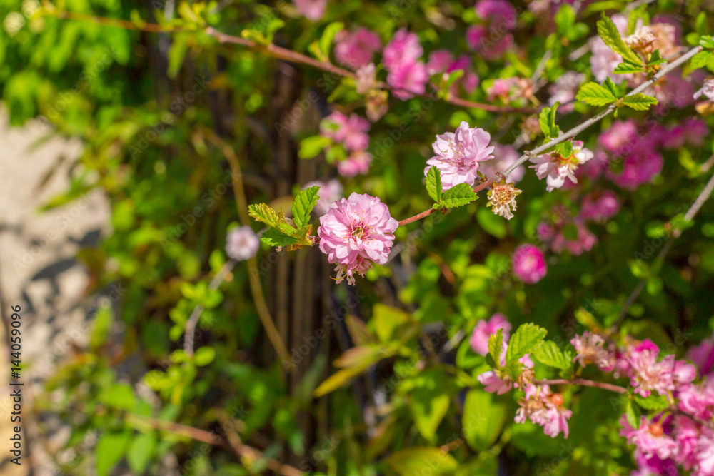 flower of the Japanese cherry sakura blossoms flower of the Japanese cherry sakura blossoms