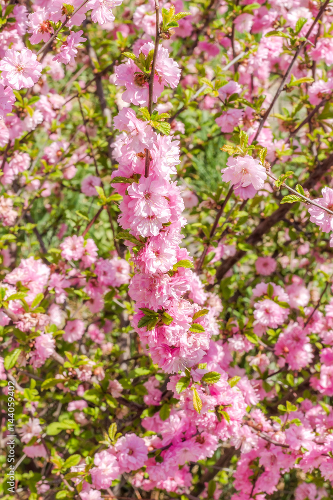 Branch of the Japanese cherry sakura blossoms Branch of the Japanese cherry sakura blossoms