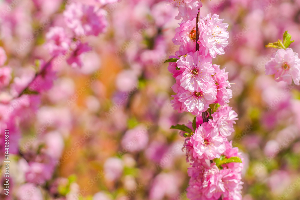 Branch of the Japanese cherry sakura blossoms Branch of the Japanese cherry sakura blossoms