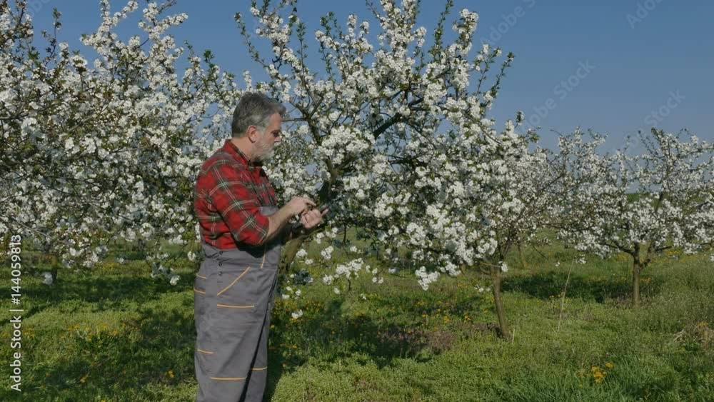 Agronomist or farmer examine blooming cherry trees in orchard using tablet Agronomist or farmer examine blooming cherry trees in orchard using tablet
