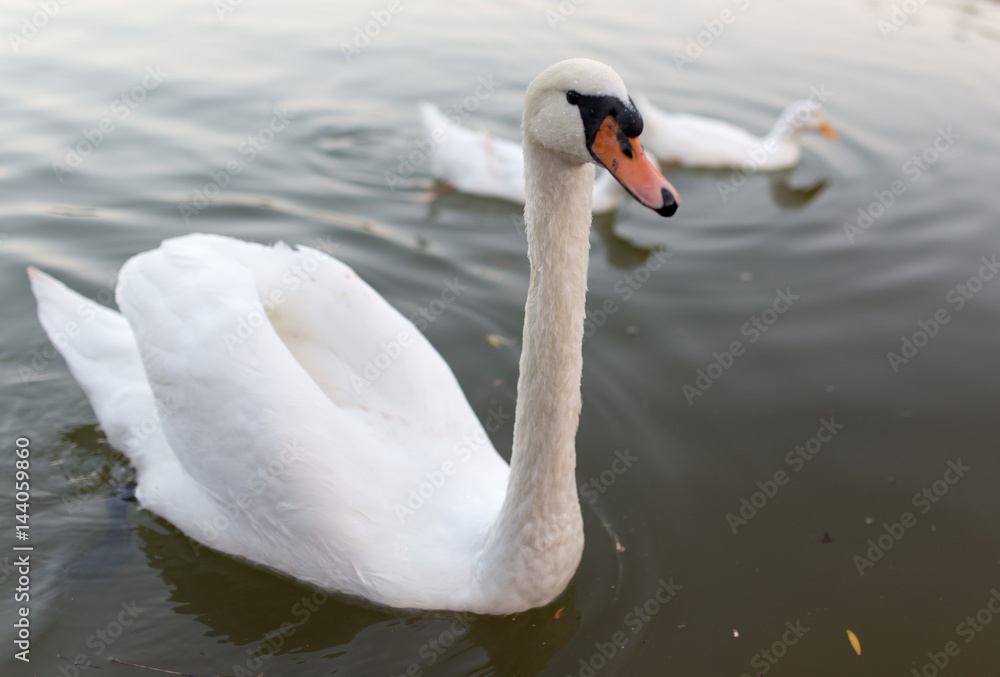 Obraz premium Swan in a pond in nature