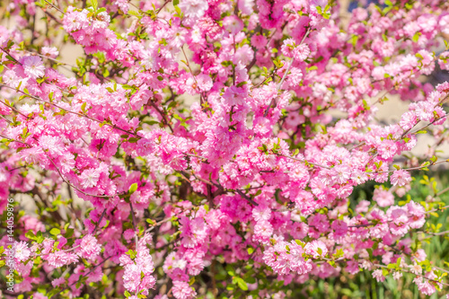 Branch of the Japanese cherry sakura blossoms