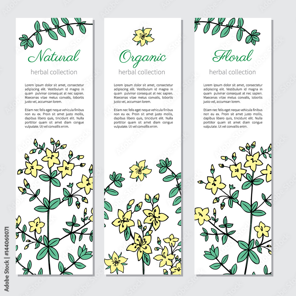 Hypericum, St. John's wort or Hartheu branch vector sketch hand drawn healing herb isolated on white, Tutsan herbs, Collection vertical banner, card, label for package cosmetic, medicine, tea, web