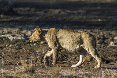 African lion in Kruger National park, South Africa