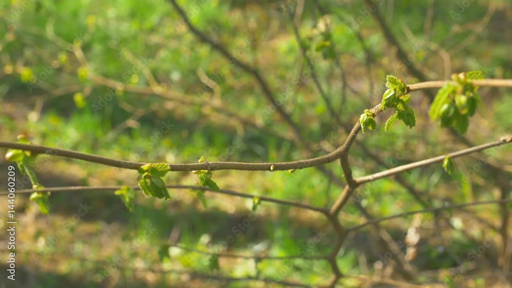 Young fresh spring leaves trembling on the wind. Thin tree branch with fresh green leaves on nature background. Sunny weather. Young fresh spring leaves trembling on the wind. Thin tree branch with fresh green leaves on nature background. Sunny weather.