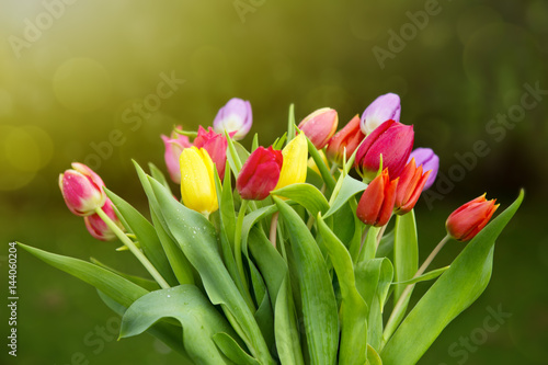 Fototapeta Naklejka Na Ścianę i Meble -  Spring colorful tulips isolated.