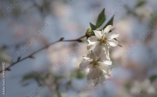 Blossoming of apple tree