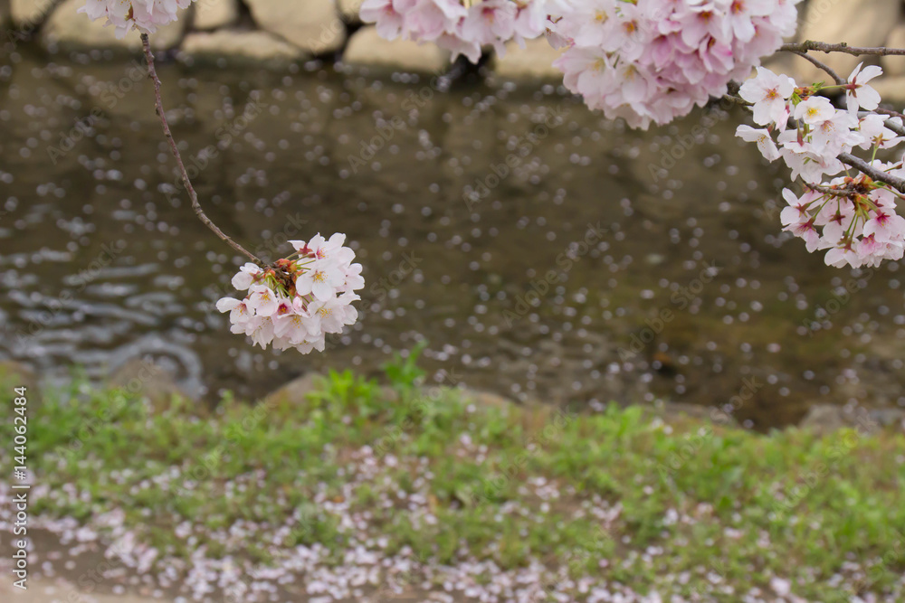 散り始めた桜 散り始めた桜