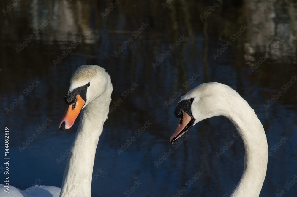 Fototapeta premium Partners for life