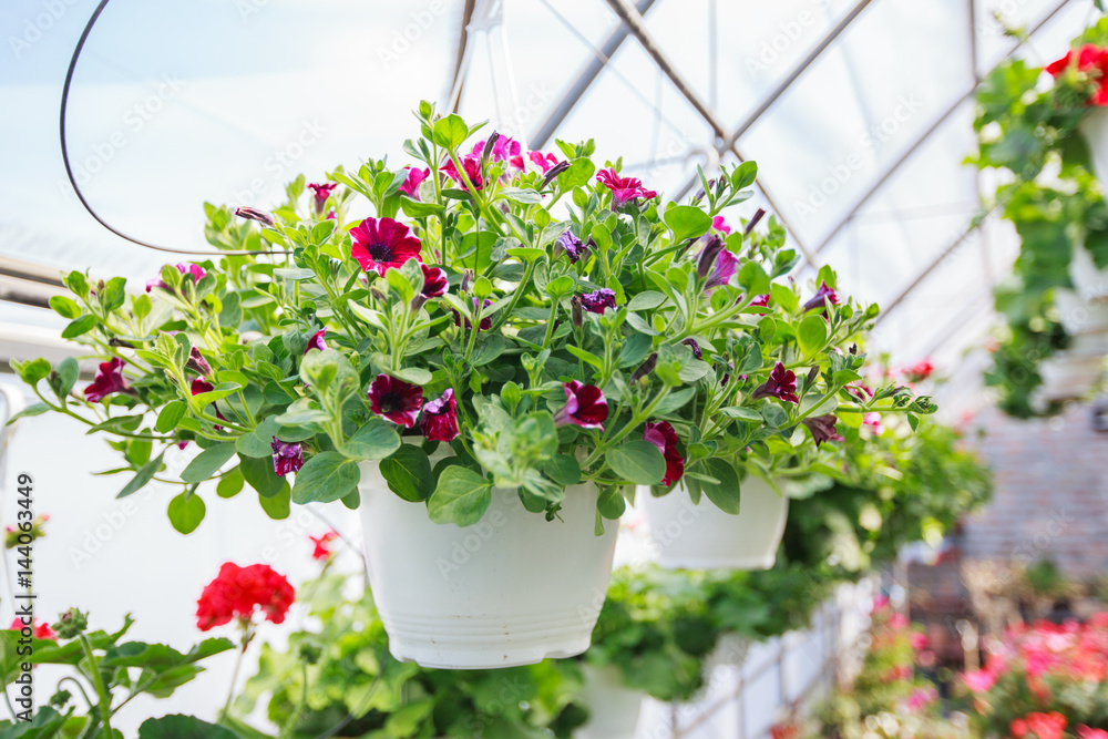 Flowers Garden Store Flowers Garden Store