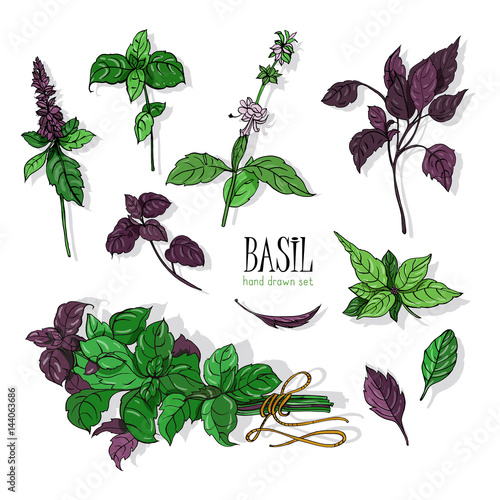 Set of basil plant, green and purple. Colorful hand drawn collection. Vector illustration.
