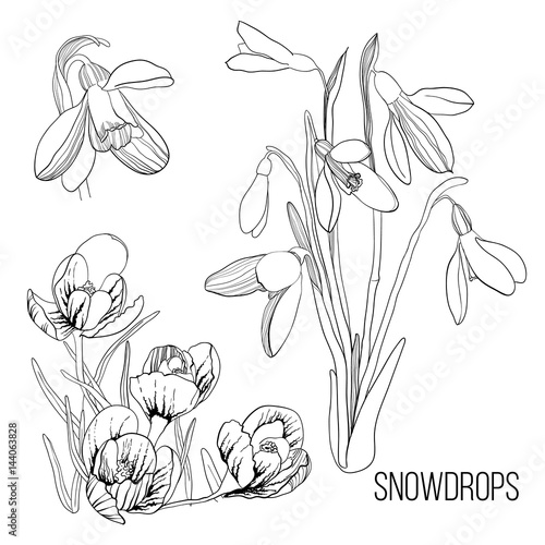 illustration of white with black drawing contour sketch of snowdrop. Graphic design isolated object for spring. Blossoming flowers.