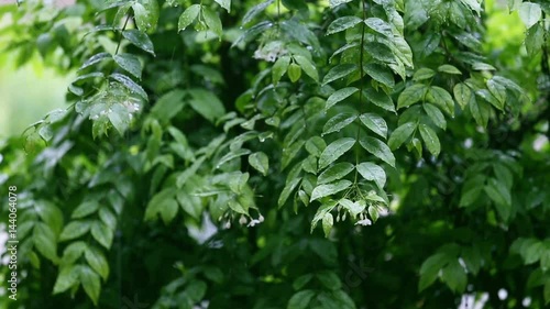 green banyan leaves and branch shake and soaked by wind and rain 