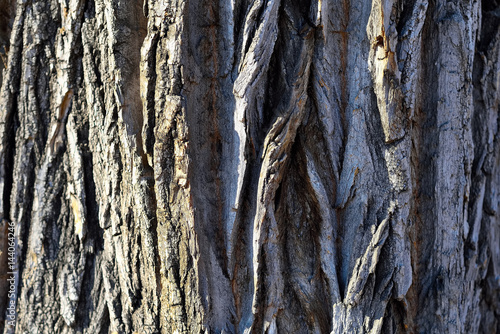 The bark of aspen trees growing in the Park on a Sunny spring day photo