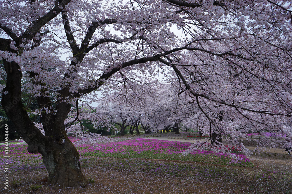 桜 桜
