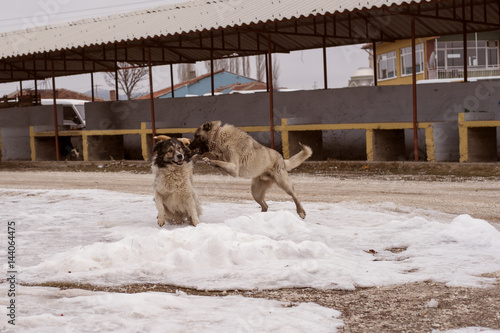 Dogs are playing with each other at steet in a Small Town of Anatolia photo