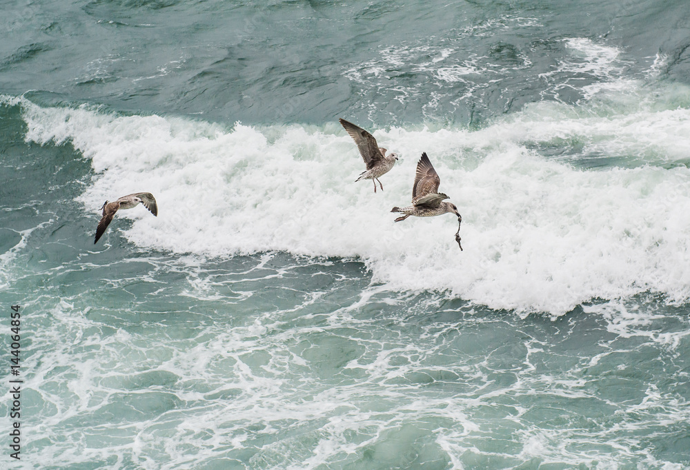 Obraz premium Seagulls flying over sea