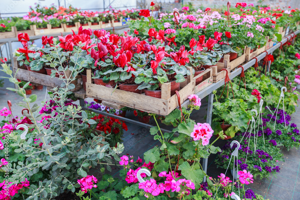 Flowers Garden Store Flowers Garden Store