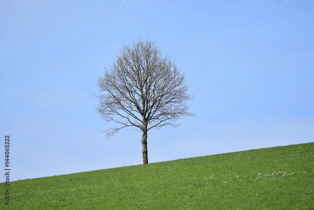 Obraz premium Frühlings Baum
