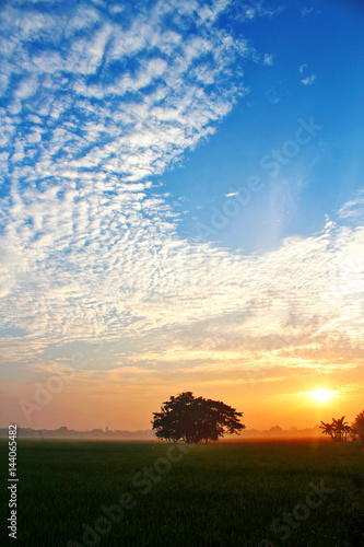 Rice field Morning Sunrise