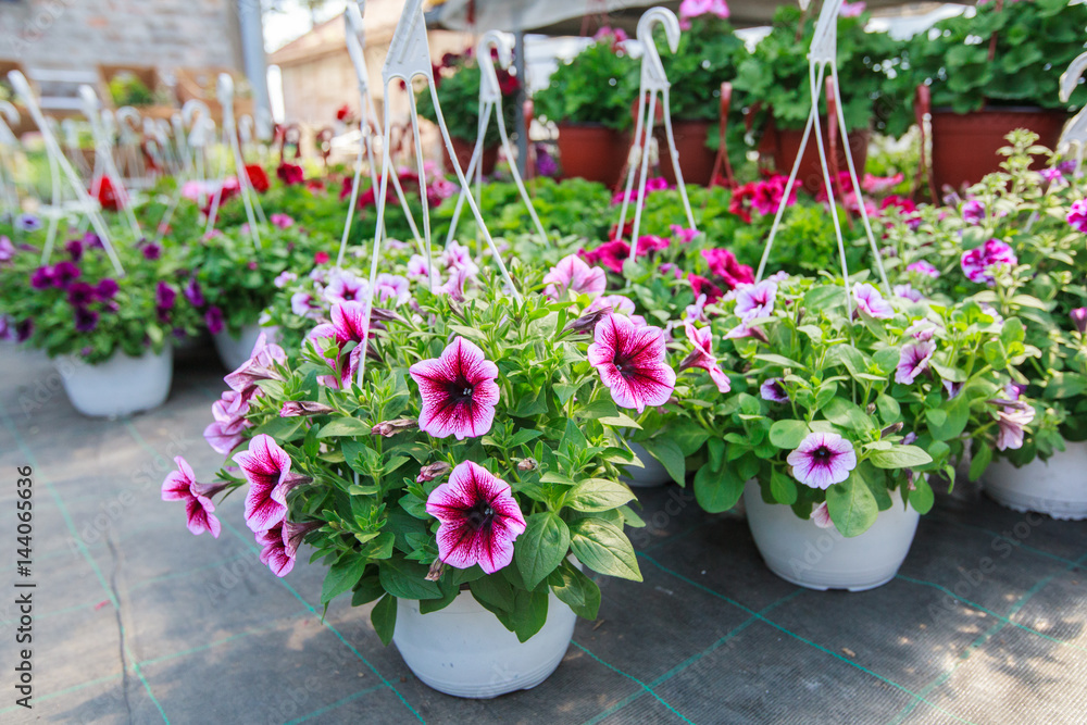Flowers Garden Store Flowers Garden Store