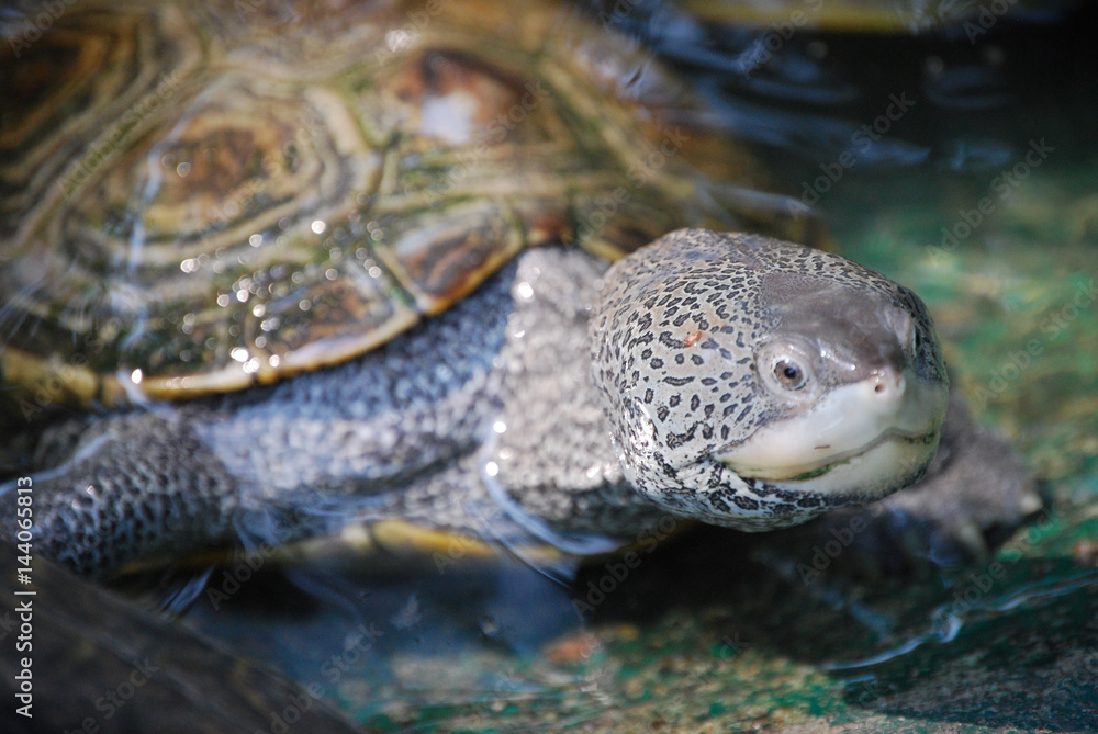 Turtle Beauty Turtle Beauty