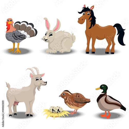 Farm animals collection