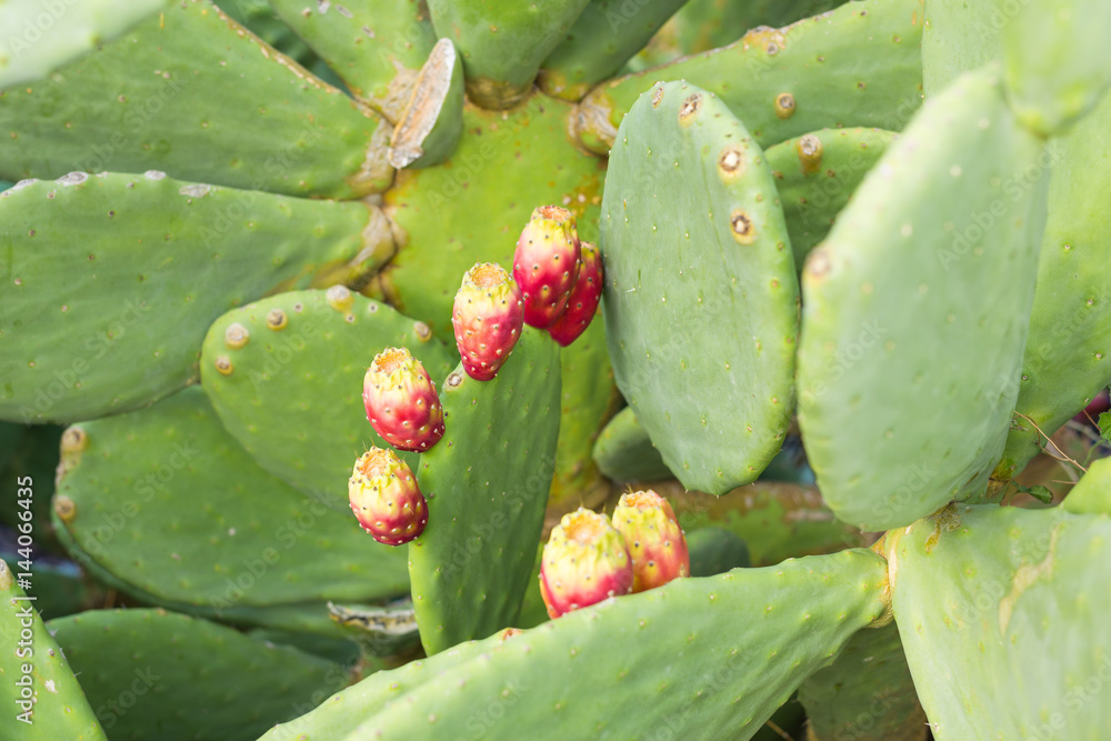 Prickly pear cactus with fruit