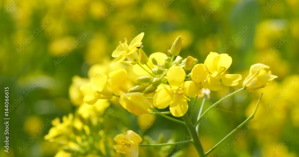 Close up of rape flower in a sunny day Close up of rape flower in a sunny day
