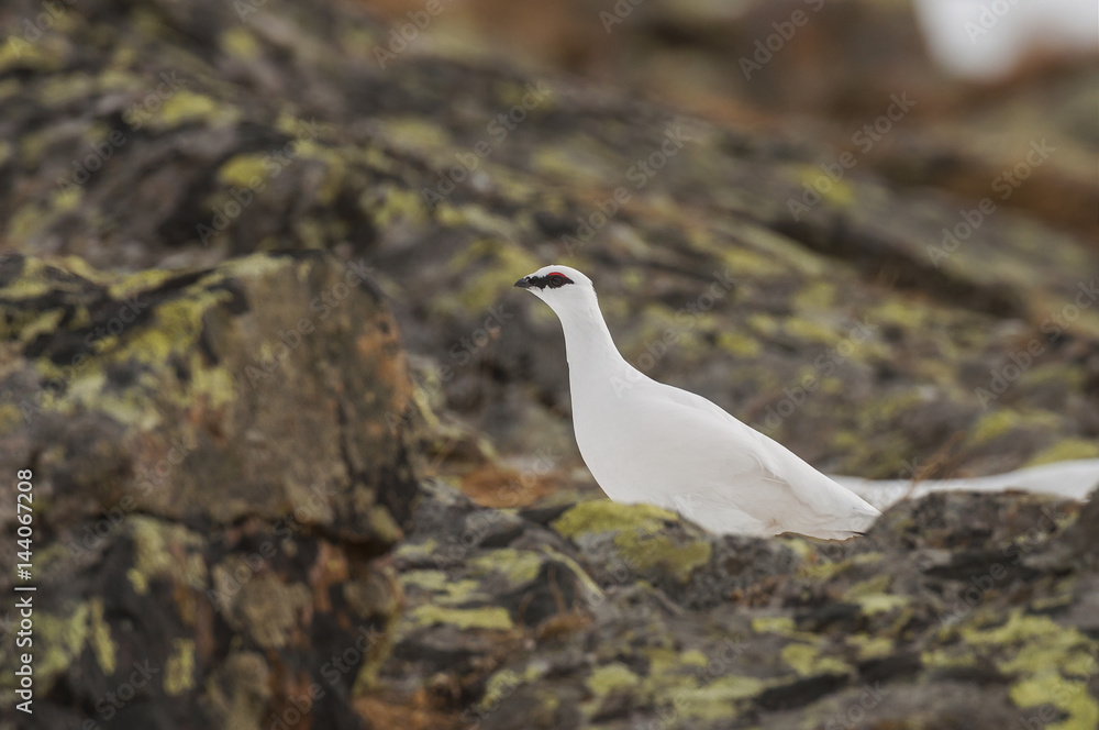 White rock ptarmigan perching on rock White rock ptarmigan perching on rock