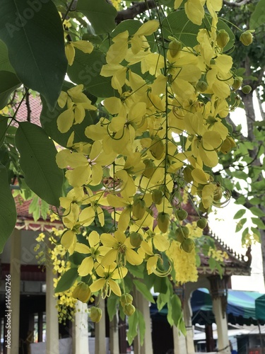 Cassia fistula or Golden rain tree or Canafistula or Golden shower tree or Ratchaphruek flower. photo